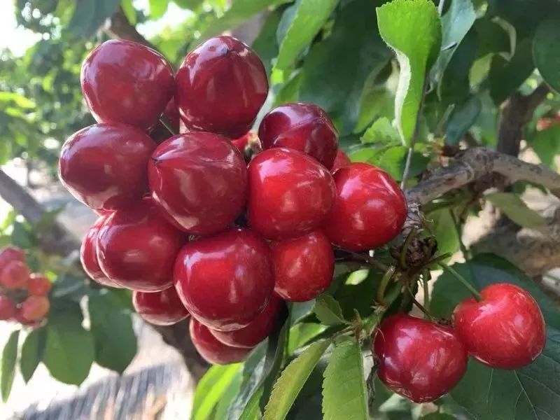 夏至樱桃,夏至红樱桃