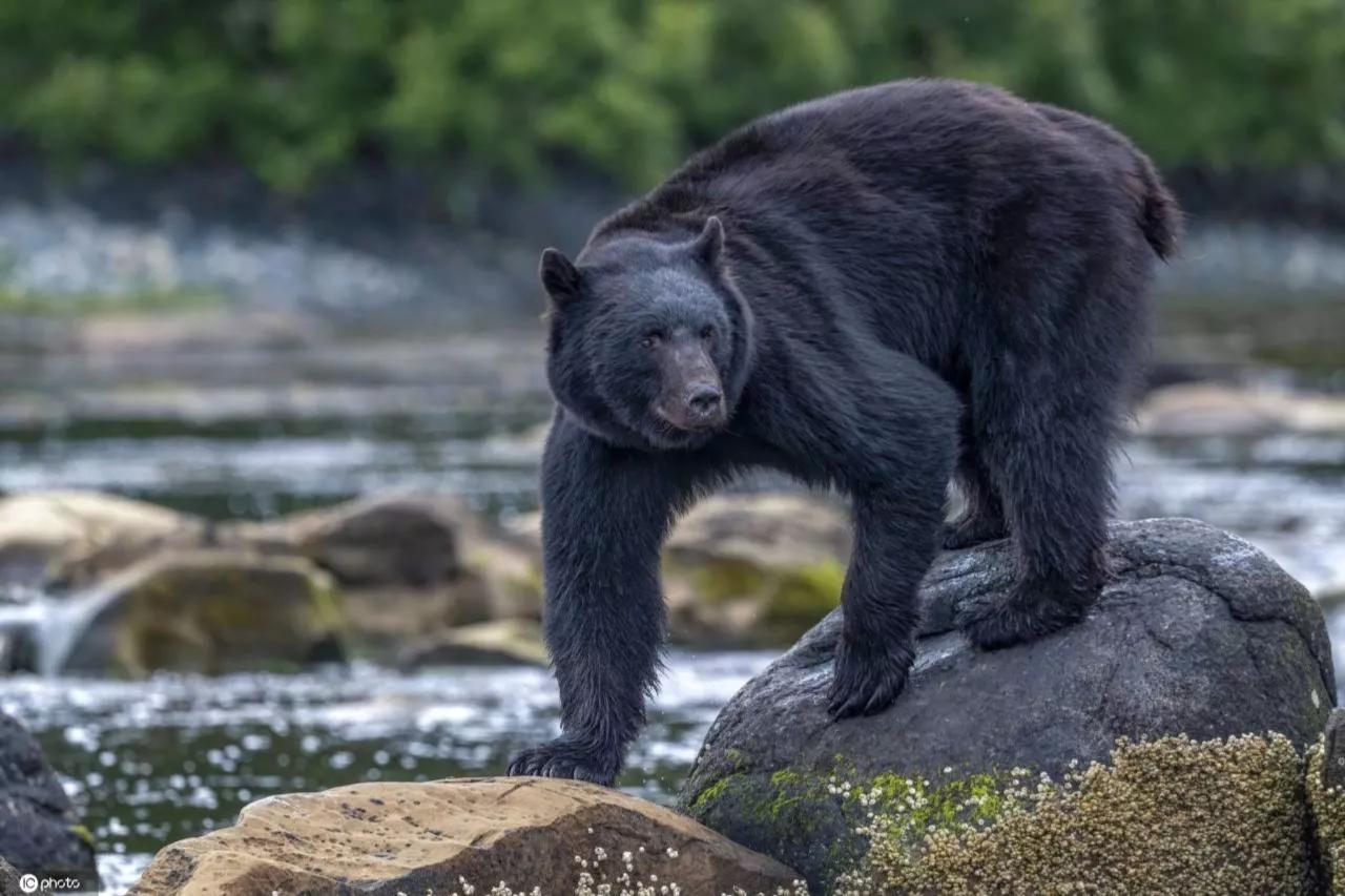 黑熊为什么害怕东北虎,狼群为什么不怕大棕熊怕老虎