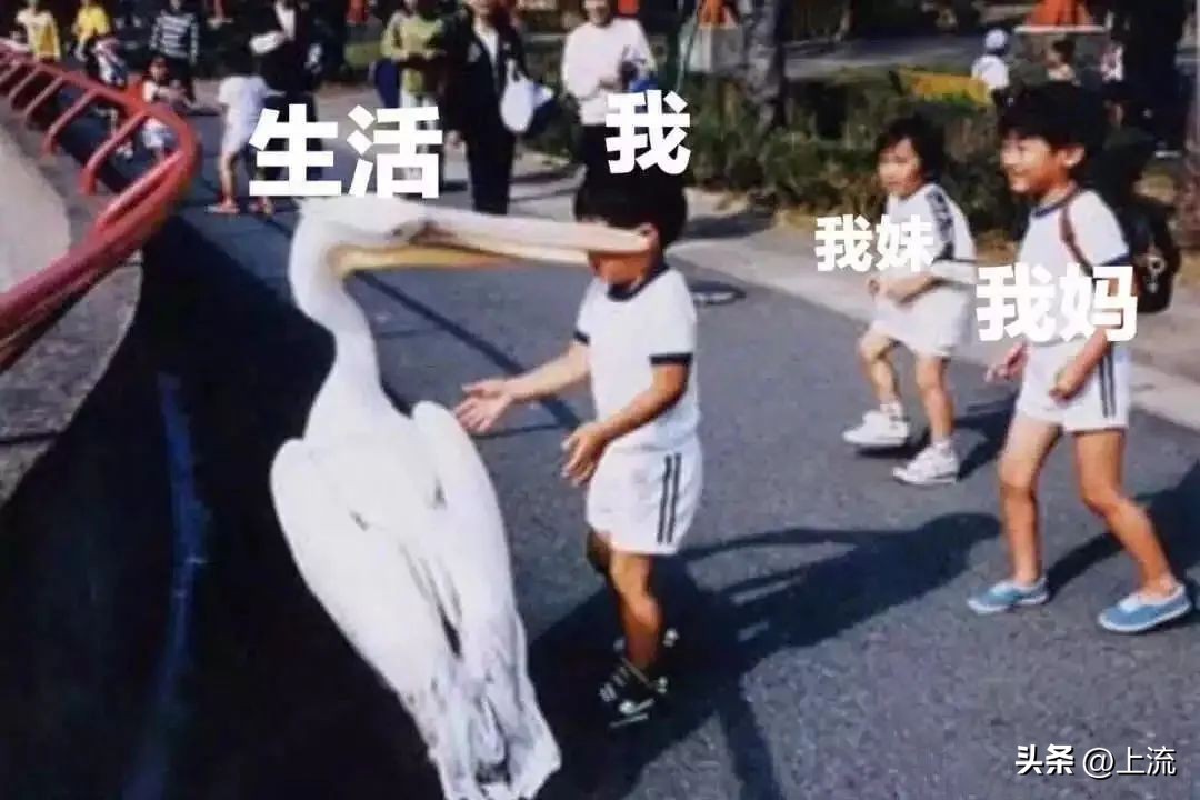 男孩景区遭鹈鹕灌顶,男孩被醍醐灌顶在什么景区