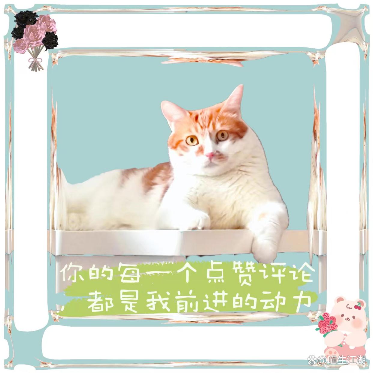 母猫配完种之后多久可以发现怀孕,母猫配完种是否需要笼养