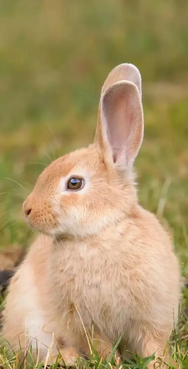 在网上买宠物兔全过程,网上购买宠物兔兔的饲养方式