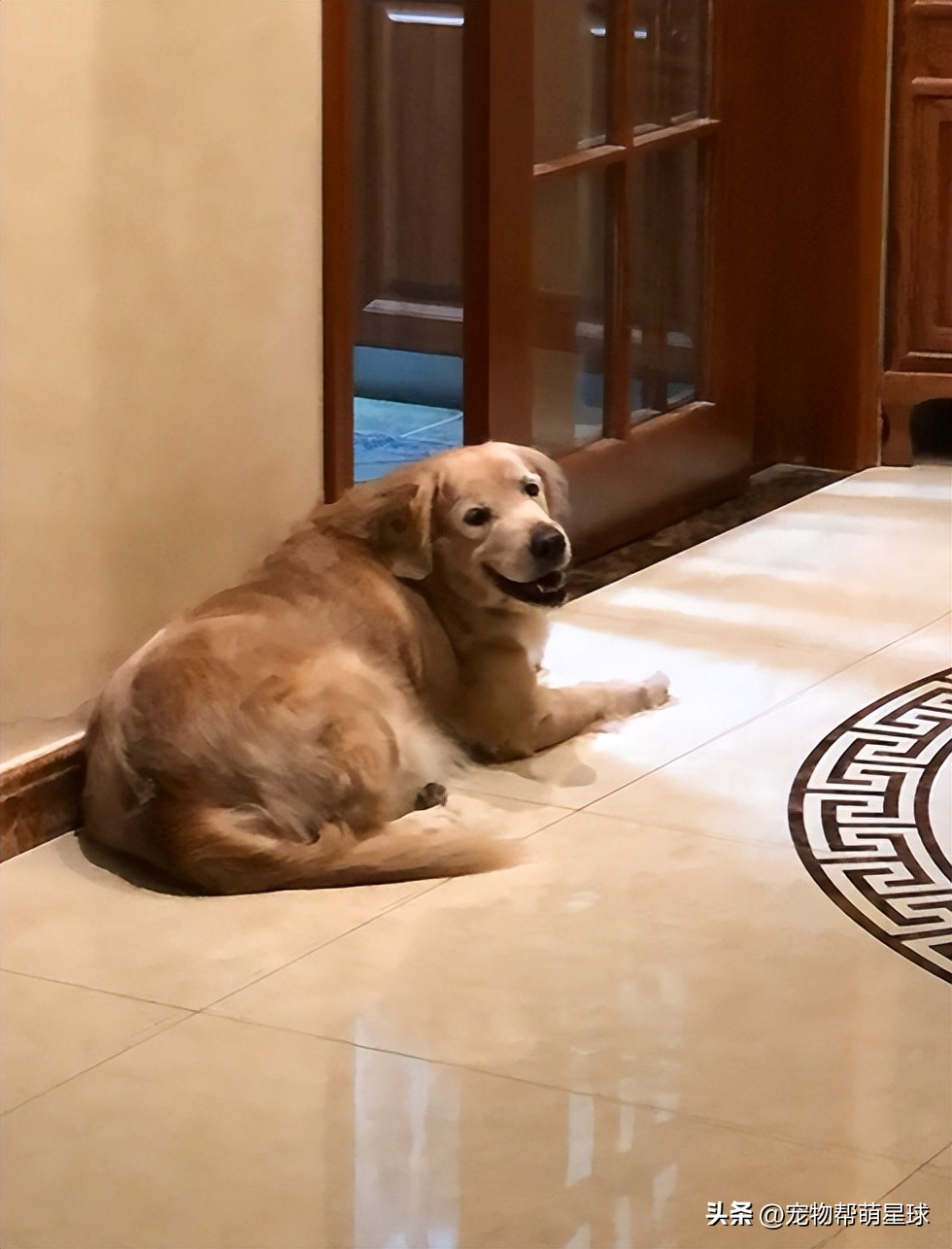 如果有一天，我的宠物不在了，怎么办？