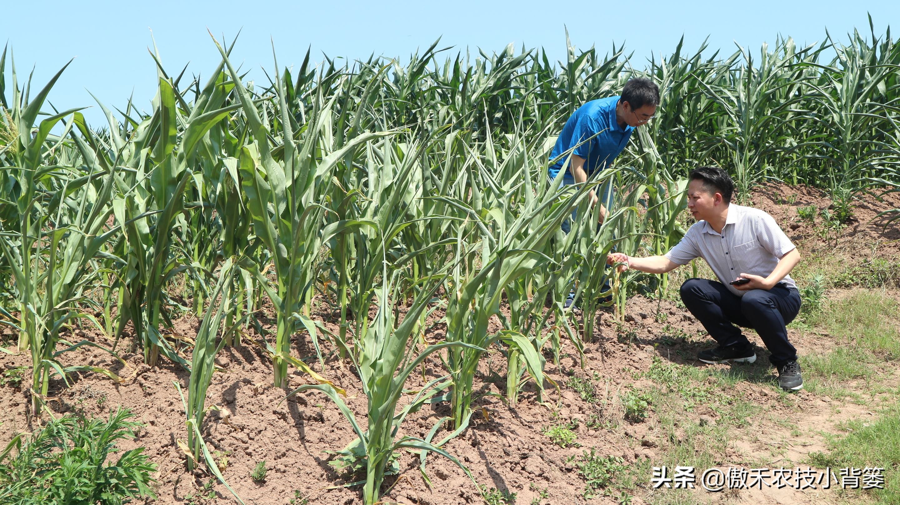 玉米根部出现畸形的原因,玉米卷叶头歪怎么办