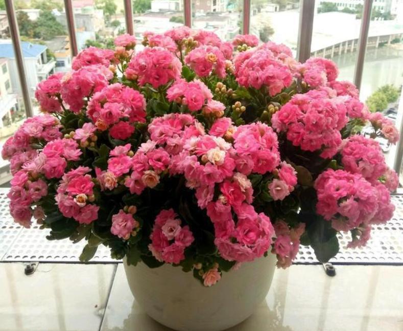 容易养的花苗而且开花时间长,10种公认最好养的花占地小