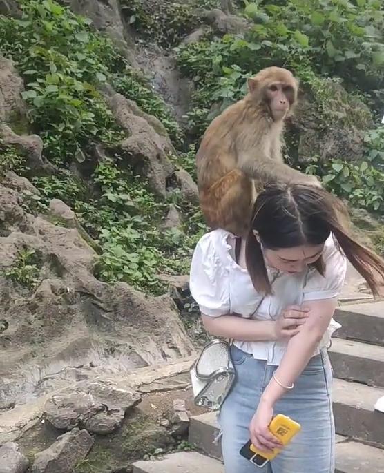 女子和男友去景区游玩，被猴子爬到肩膀上揪头发，男友却无动于衷