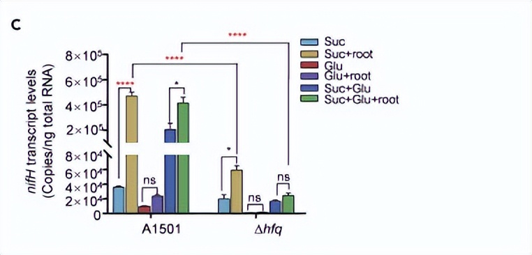 绿脓杆菌如何培养,绿脓杆菌做什么项目培养