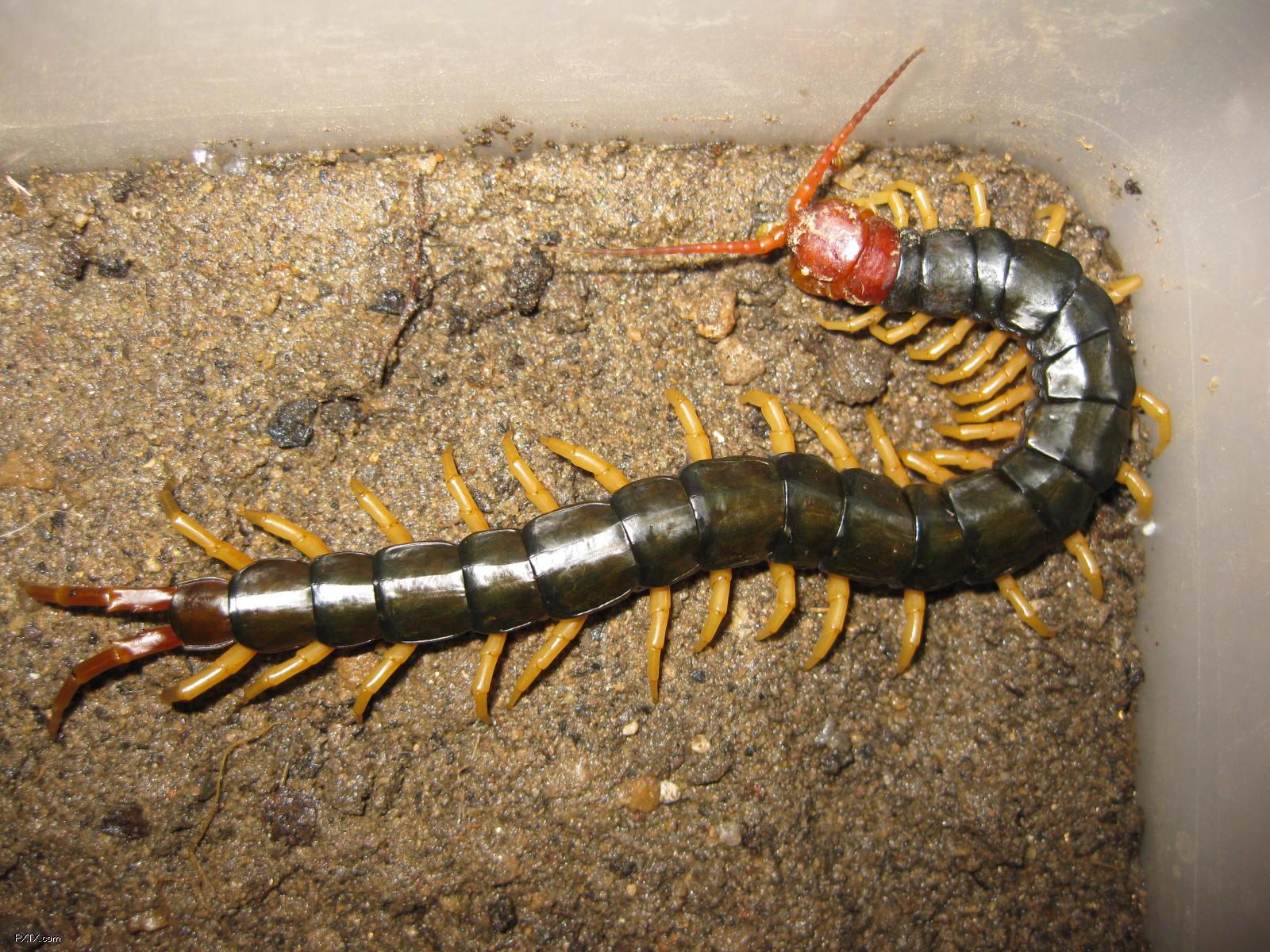 怎么防止蜈蚣虫进屋子,什么药防止蜈蚣爬进屋