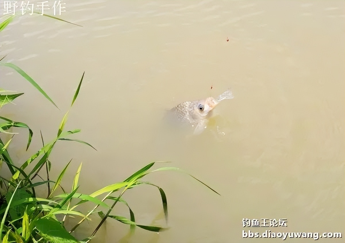 爽钓板鲫，今晚吃鱼