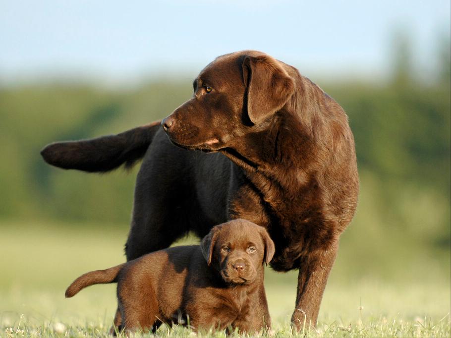 狗狗各种坏习惯,狗狗家中古怪行为引热议