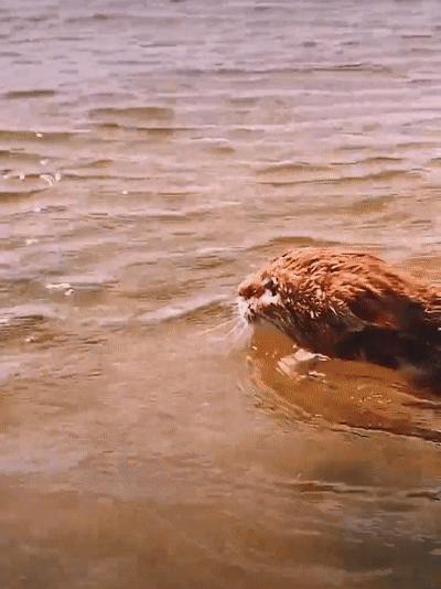 捡来的小橘把狗当妈妈,开始逐渐狗化,一起拆家、听指令、游泳…