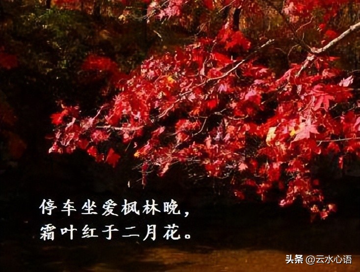 杜牧七律九日齐山登高,杜牧的七绝最为人称道