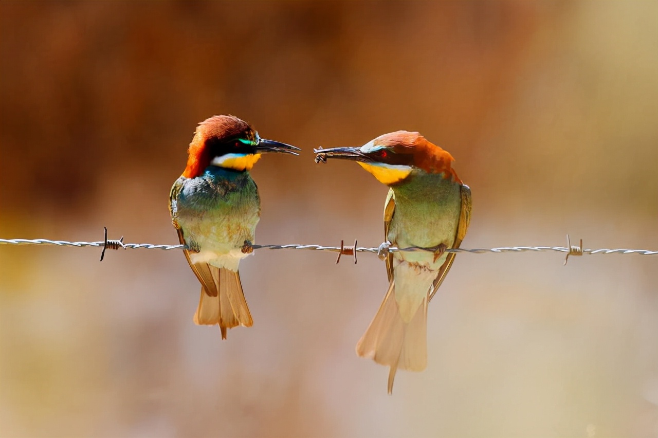 真实大象图片大全可爱,真实野生大象图片