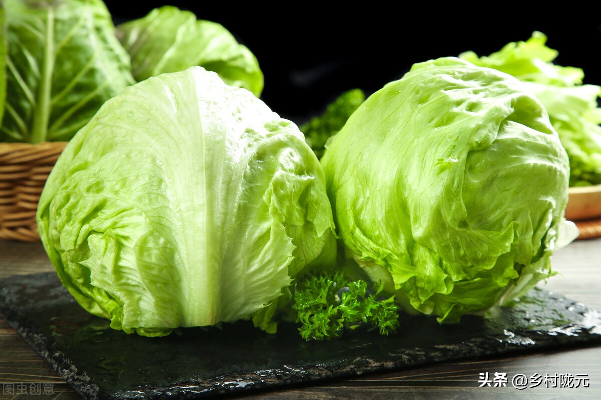 结球生菜和意大利生菜哪个产量高,结球生菜的种植方法