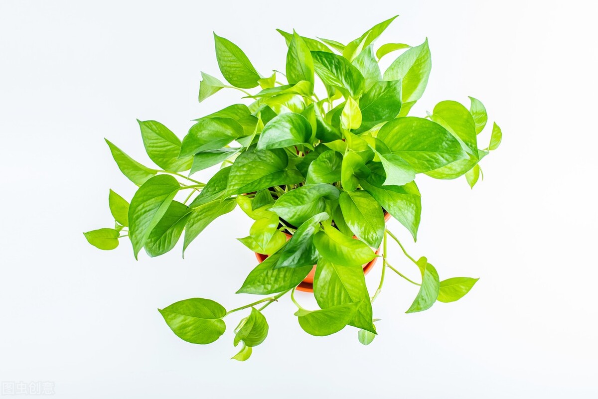 发财树富贵竹好运连连,发财树和富贵竹位置有什么讲究