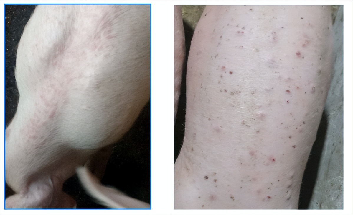 猪身上起红点还有点肿,猪身上起红疙瘩是什么病怎么治