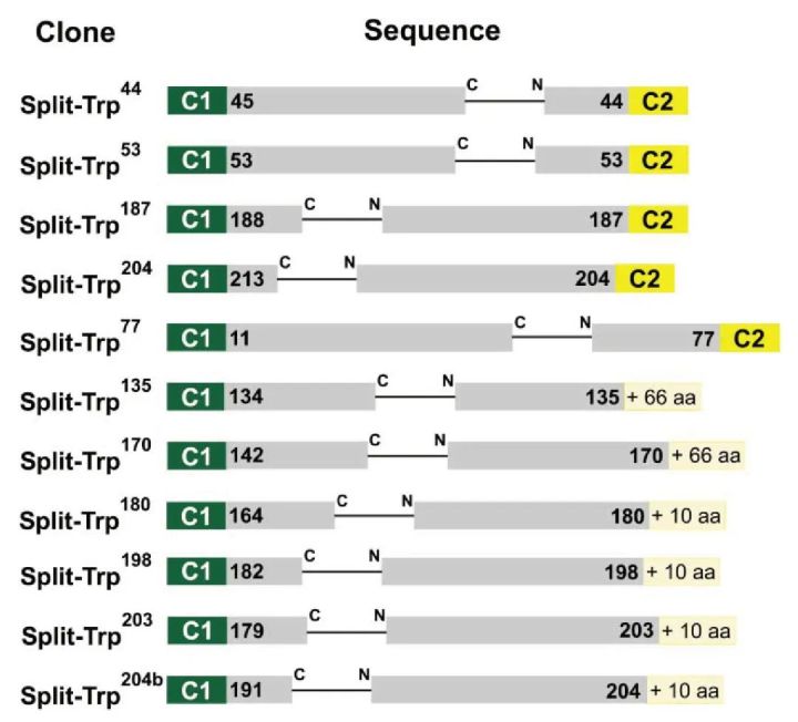 酵母双向杂交,酵母杂交流程