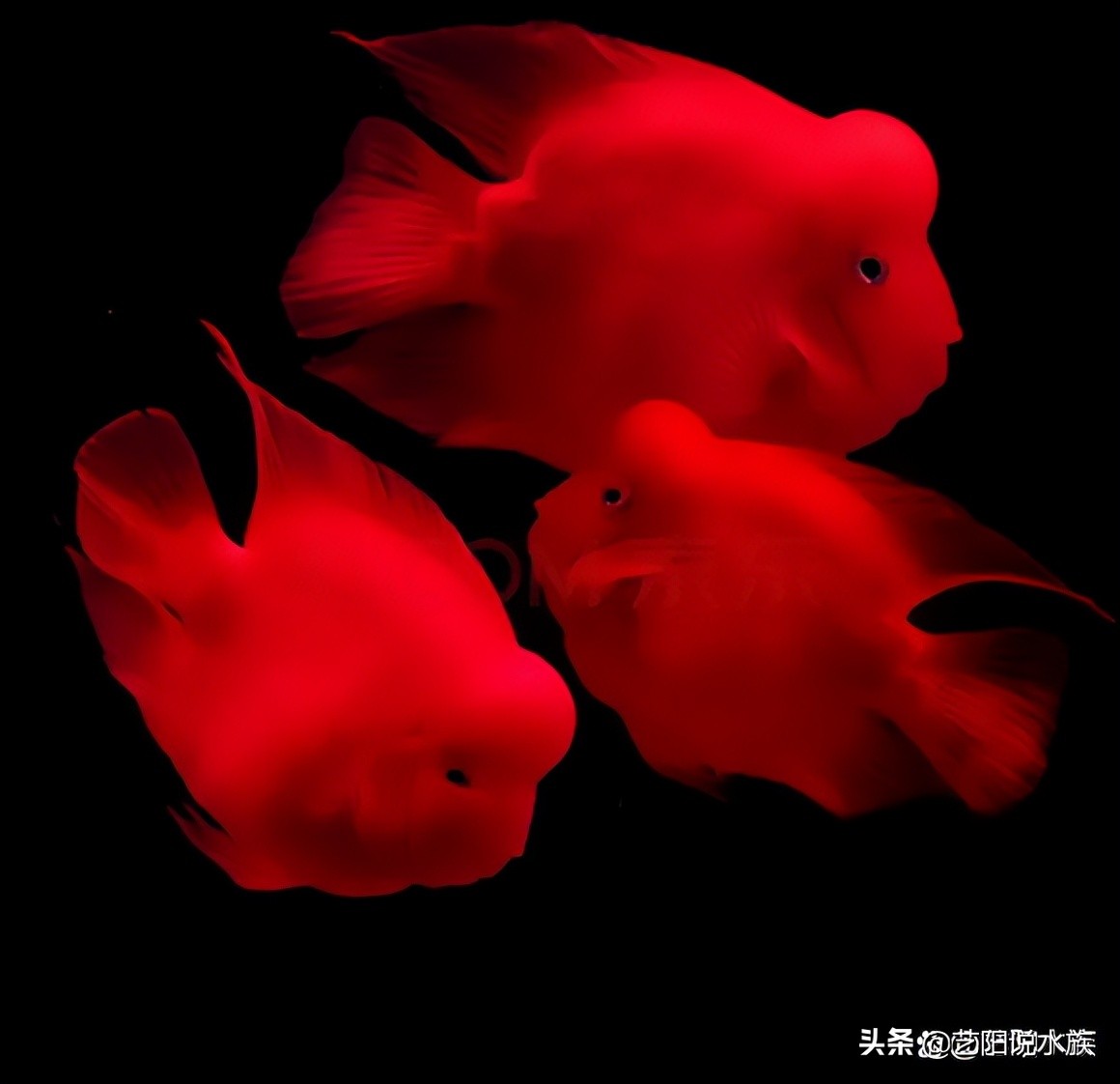 观赏鱼有什么寓意吗,养观赏鱼什么鱼寓意好