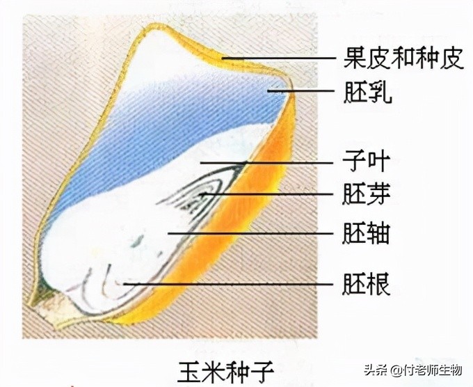 初中生物七年级上册人教版,初中生物七年级上册实验视频