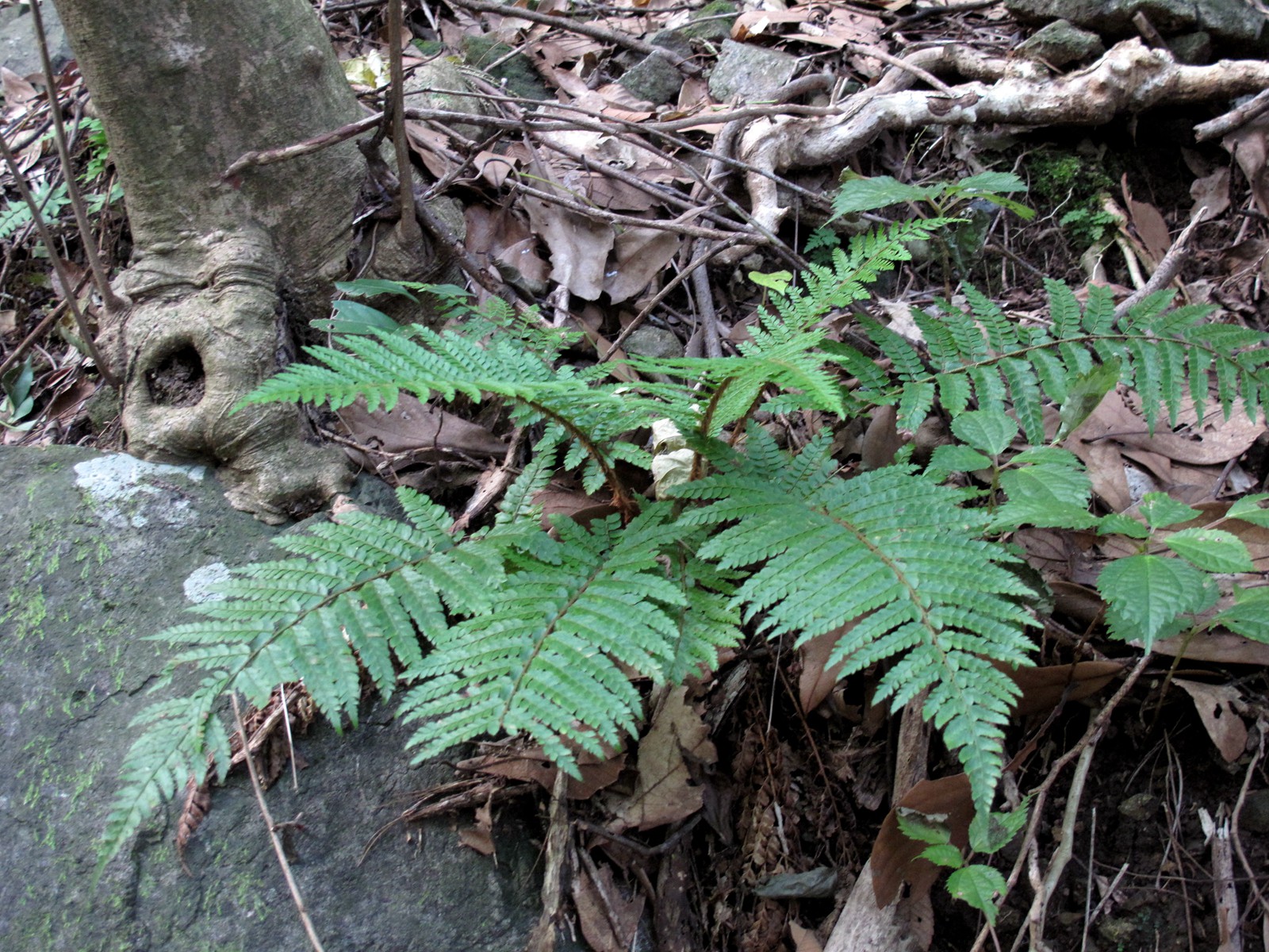 宁波的五龙潭,宁波五龙潭森林公园