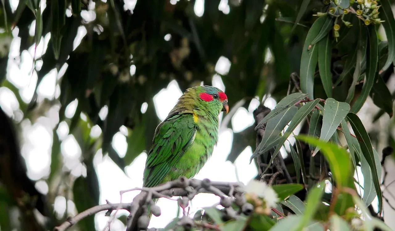 红额鹦鹉讲话,蓝色经典鹦鹉品种图片欣赏