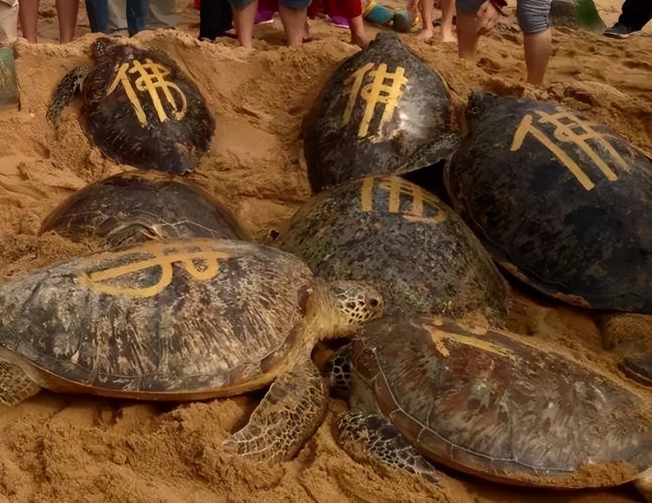 灵隐寺旁现大量乌龟死亡,投毒杭州事件
