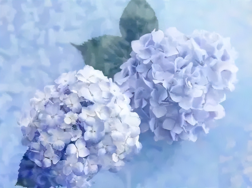 花田小镇爱丽丝,8000亩花田小镇