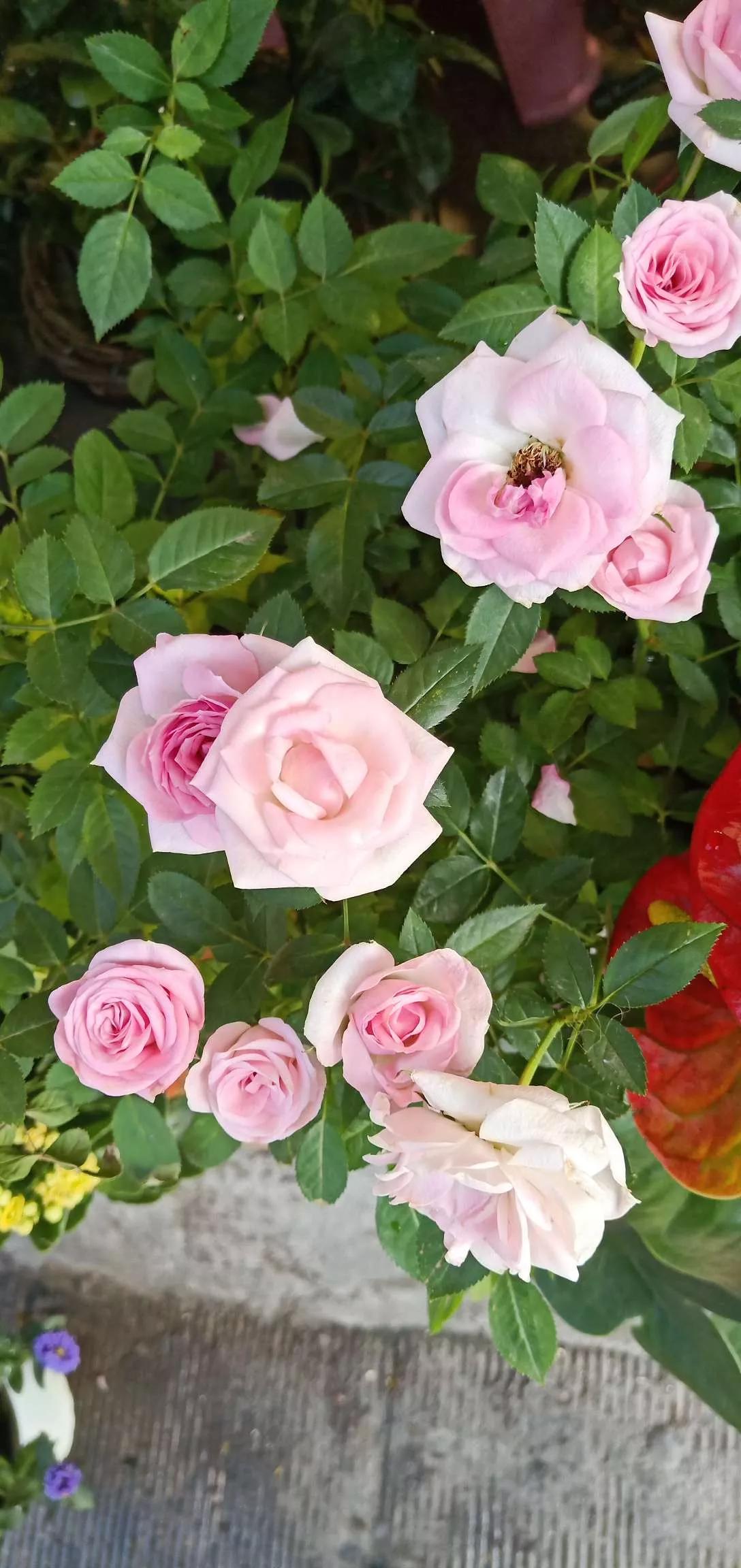 所有花的名称大全,认识各种花的寓意