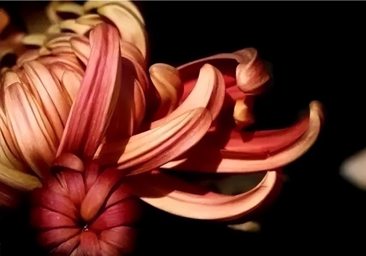 秋花诗词50首,金秋秋菊50种名菊