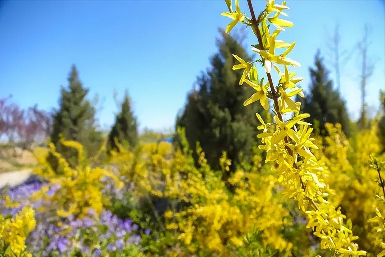 北京朝阳金盏森林公园开园了吗,金盏森林最新消息