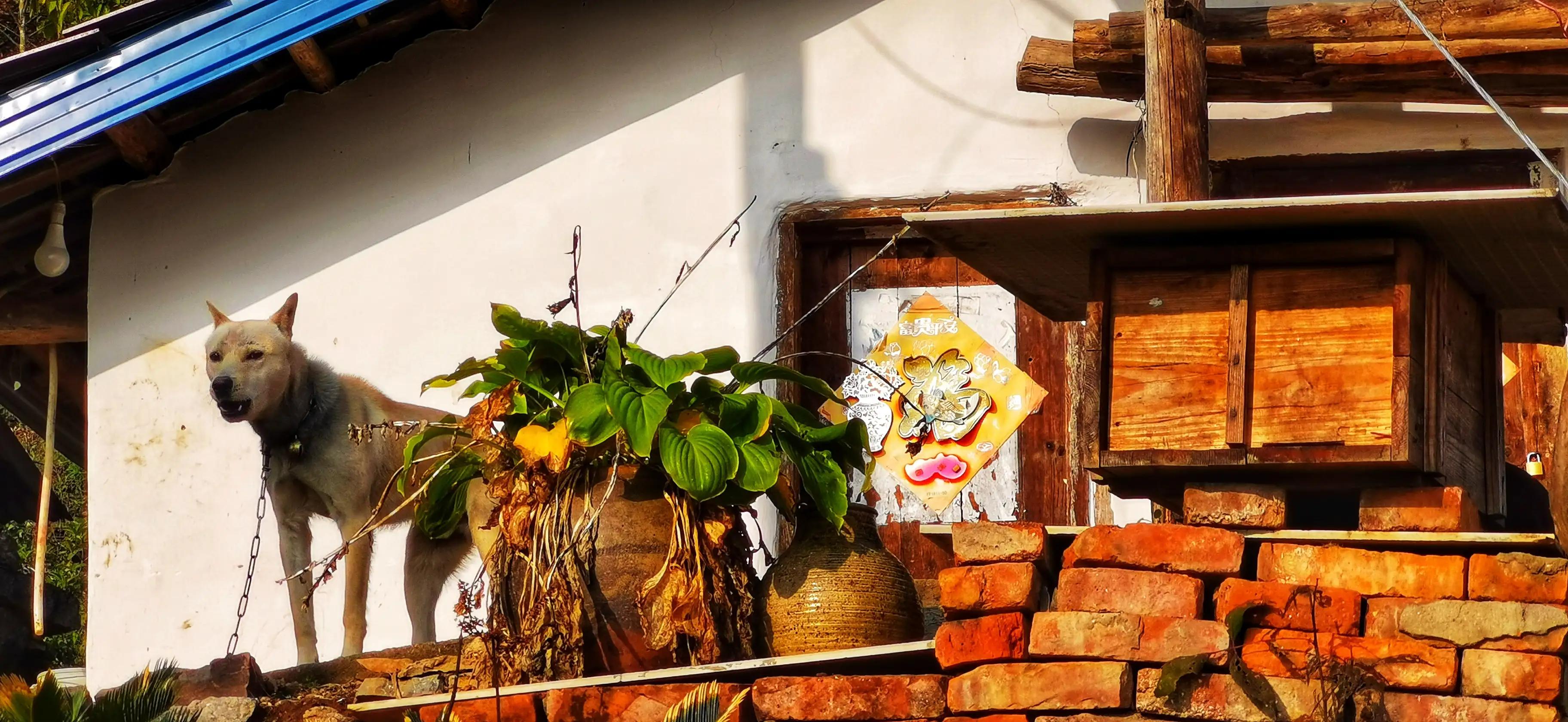 蜜蜂嗡嗡*花采**忙秋风送爽带蜜香，甜蜜事业甜蜜歌，蜜蜂酿蜜乐山乡