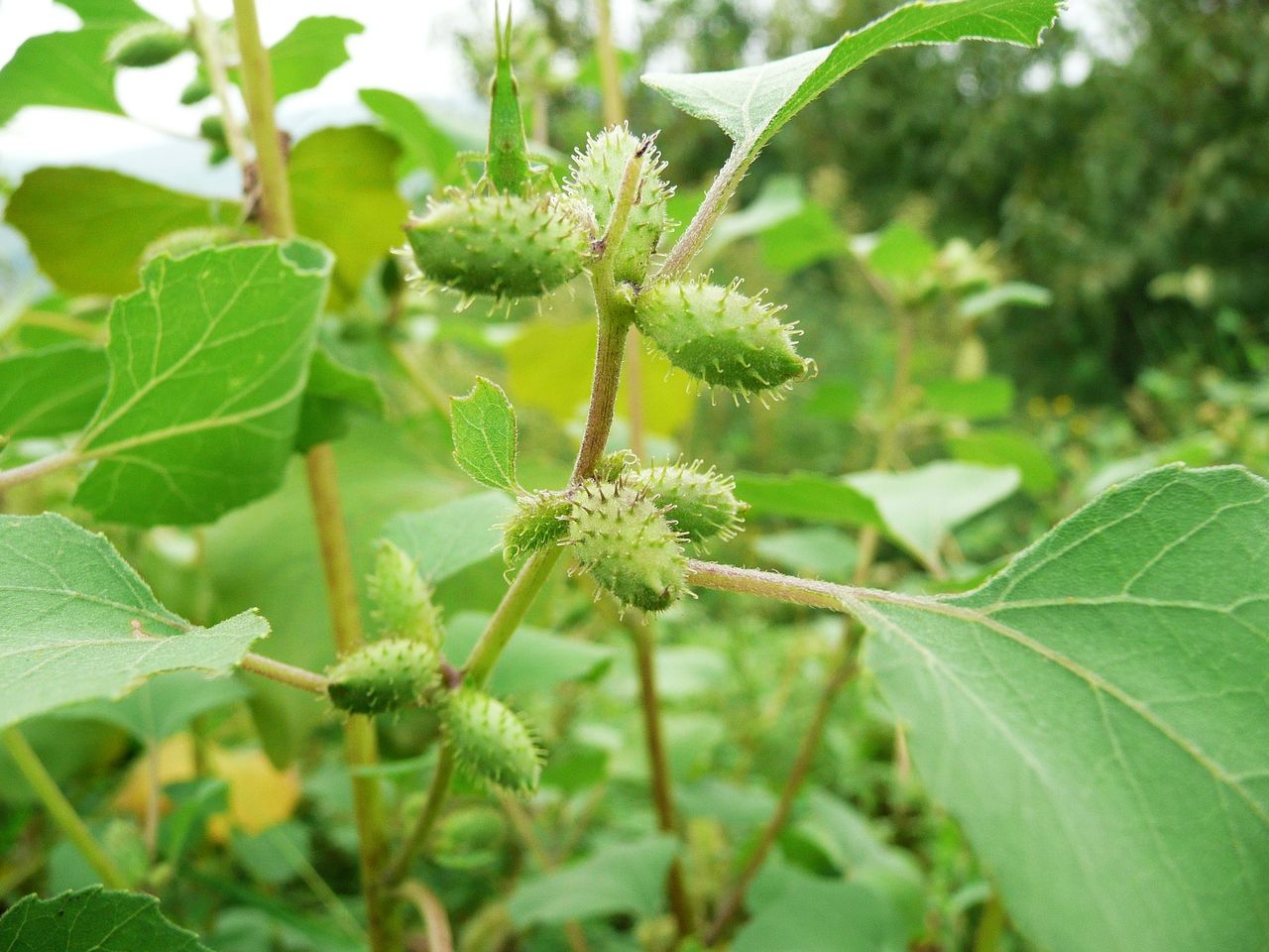 治鼻炎的农家野草,农村这种野草竟是鼻炎的克星