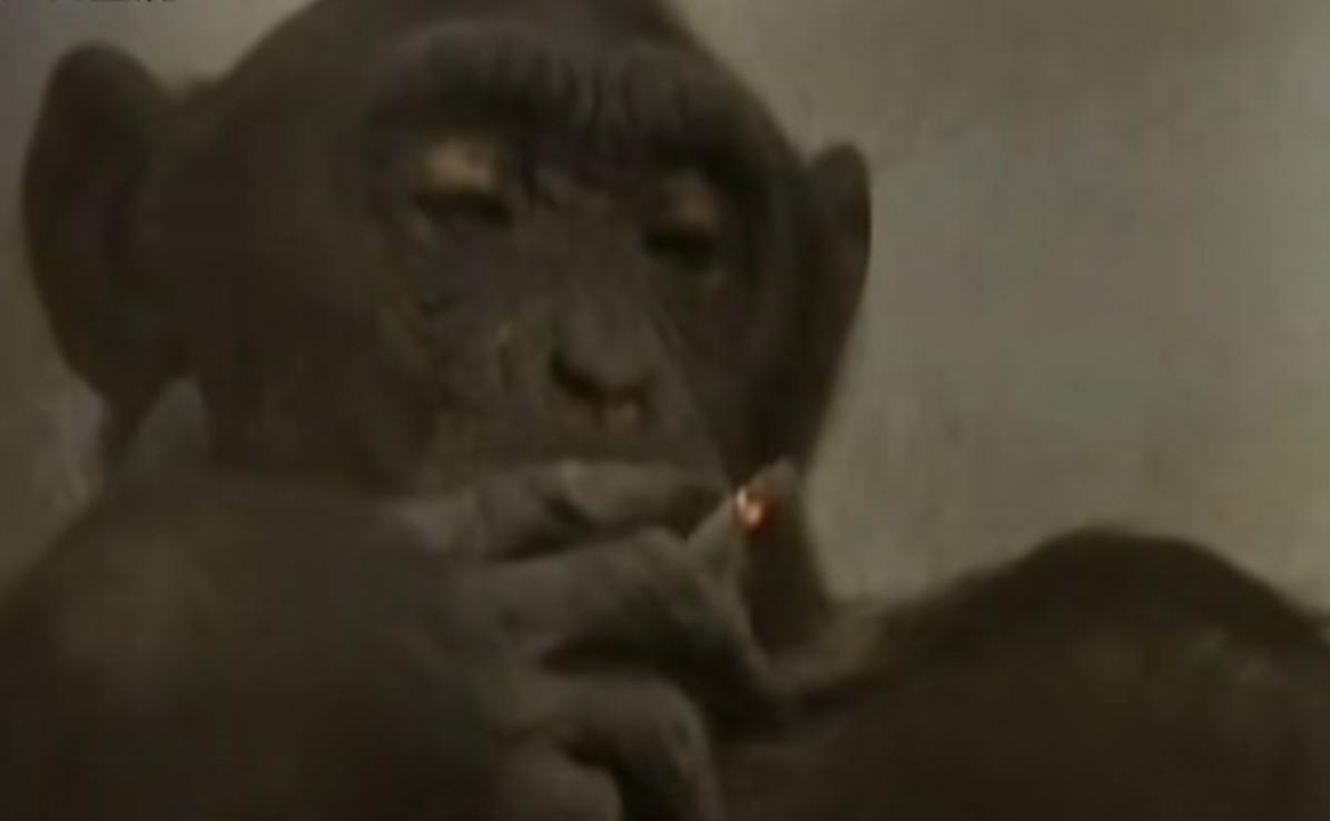 动物园的猩猩感染烟瘾,母猩猩染上烟瘾