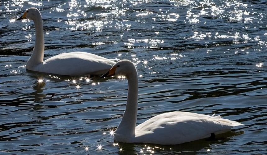 日本网红旅行,日本旅游攻略十大必去的网红景点