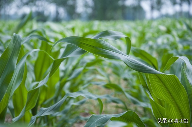 玉米除草剂药害最佳补救方法,玉米24d丁酯除草药害图片