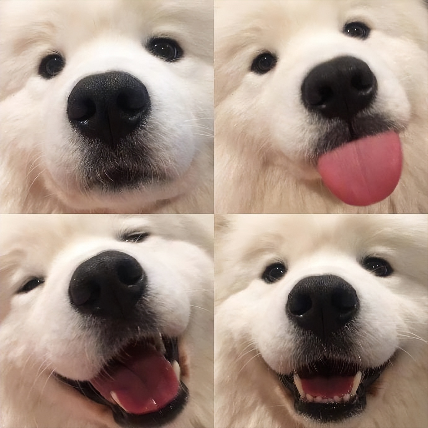 萨摩耶如何判断是不是串串,萨摩耶纯种和串子都有哪些区别