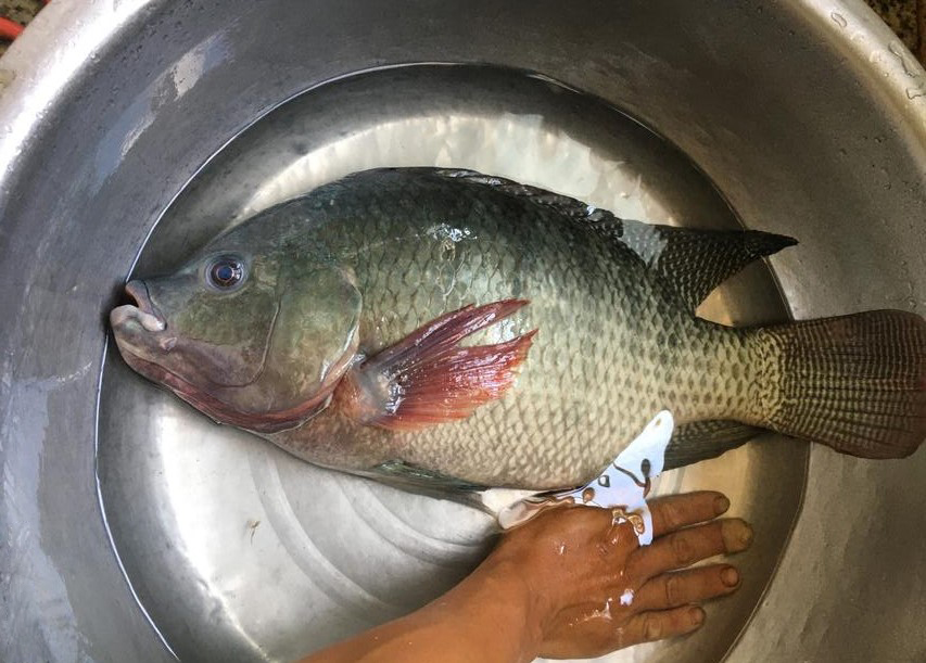 严禁放生或丢弃怎么无害化处理,外来物种入侵广东钓友最讨厌的鱼