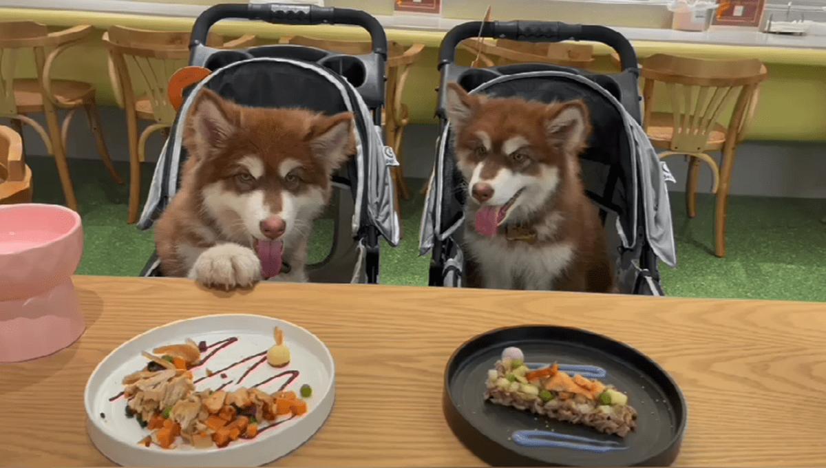 为什么阿拉斯加很少养,阿拉斯加雪橇犬有什么优点