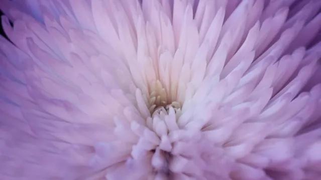 不是花中偏爱菊菊花开尽更无花,不是花中偏爱菊只是花开尽更无花