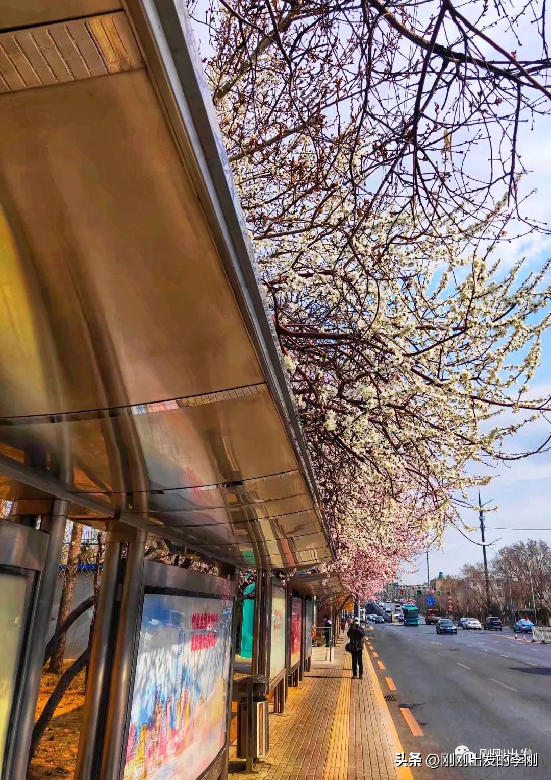 去大连看桃花是在几月份,大连哪里适合看金丝桃花