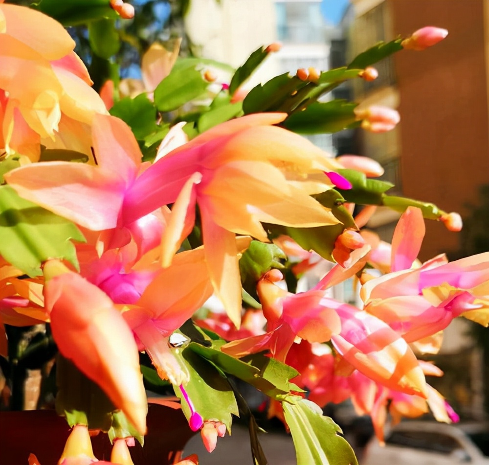 10种公认客厅最好养的花,适合客厅养的懒人花