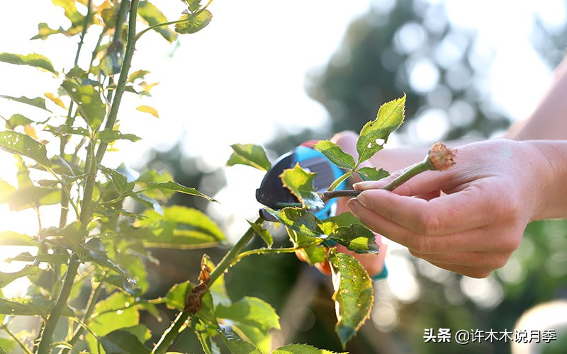 月季撸光叶子更好养？消灭病害的杀手锏，冬季清园的最后利器