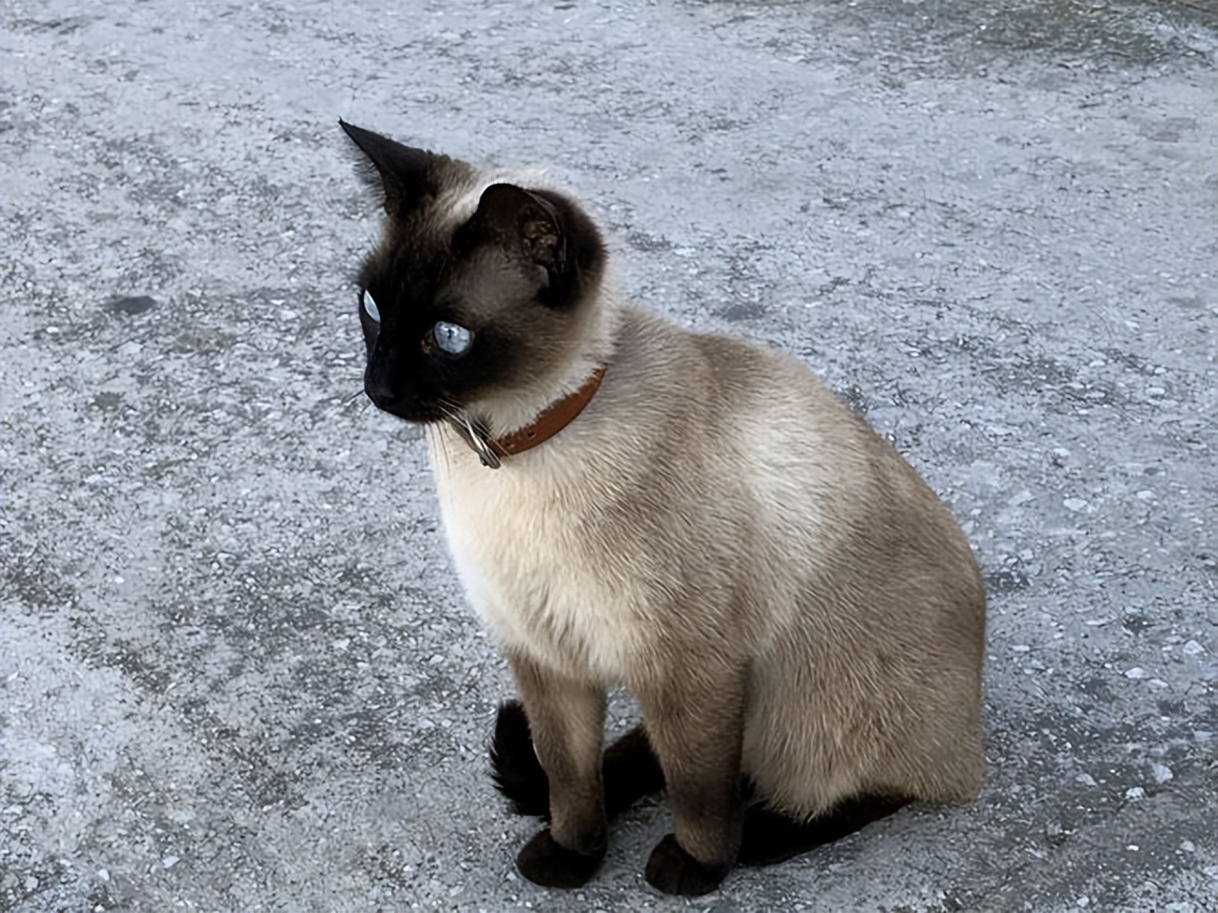 橘猫差不多的贵族猫多少钱一只,蒂芙尼猫多少钱一只