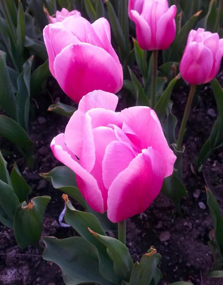 漂亮的郁金香随手一拍都是美景,春天的郁金香花海美得不可方物