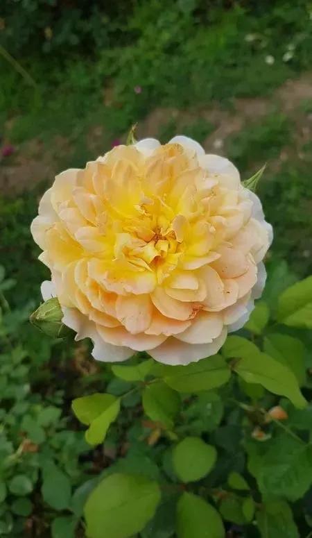 莫林爱尔兰奶油,莫林纽克斯在哪买