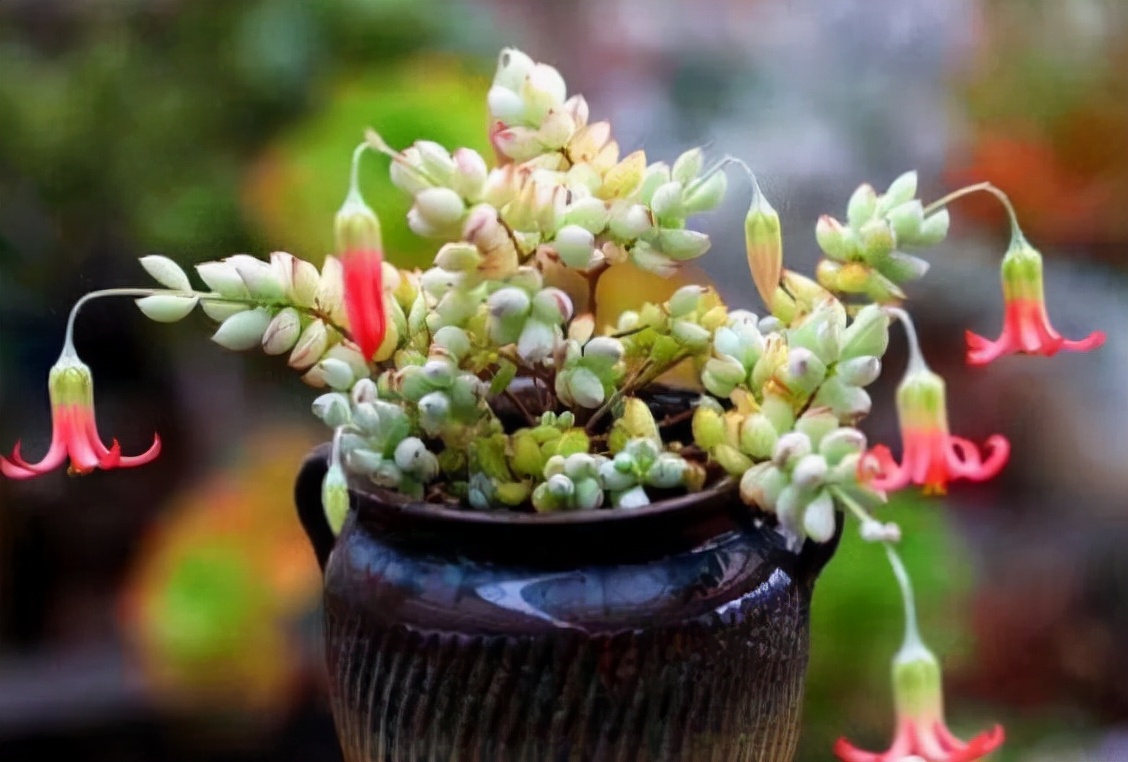 自带香味的叶子,有肉香的叶子