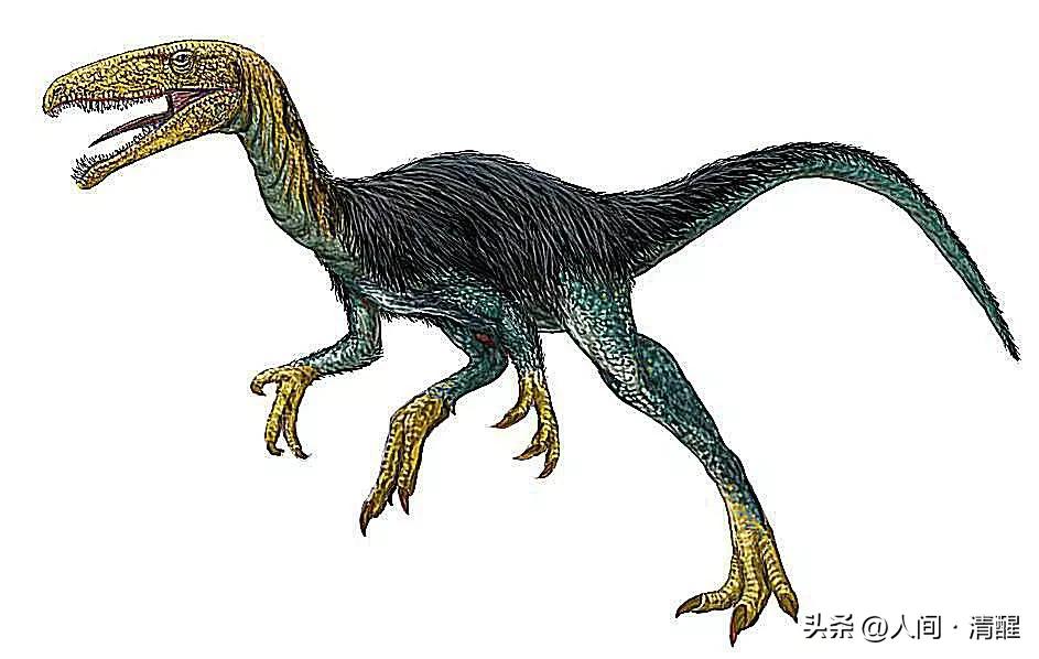 首次挖掘带羽毛的恐龙图片,全部带羽恐龙介绍纪录片