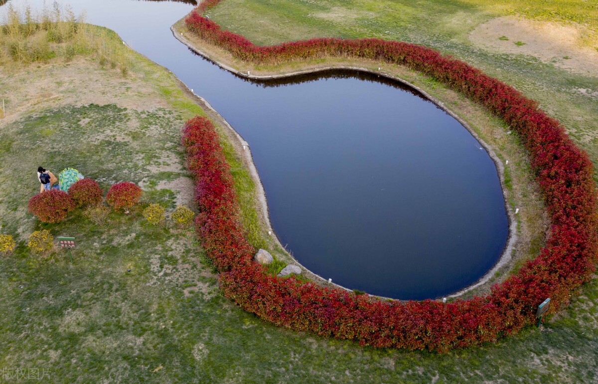 如何分辨红叶石楠的叶子是红是绿,红叶石楠哪一个品种最红