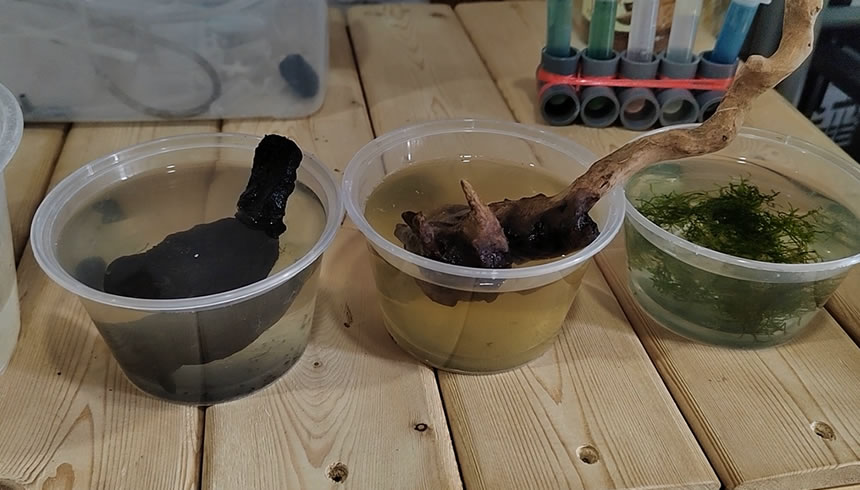 鱼缸除黄水用蛋白棉还是净水王,鱼缸中的黄水会对鱼有危害吗