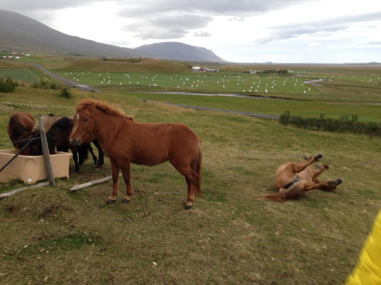 冰岛马图片欣赏,冰岛马的详细介绍