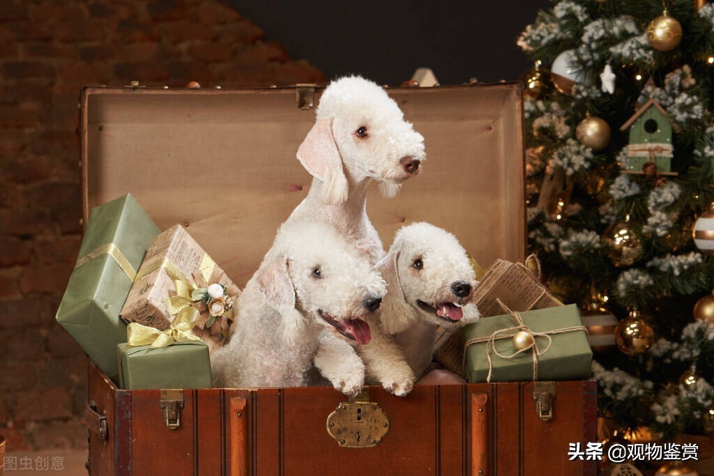 狗的种类分别有哪几种详细说明,狗的种类总的来说可以分为哪7类